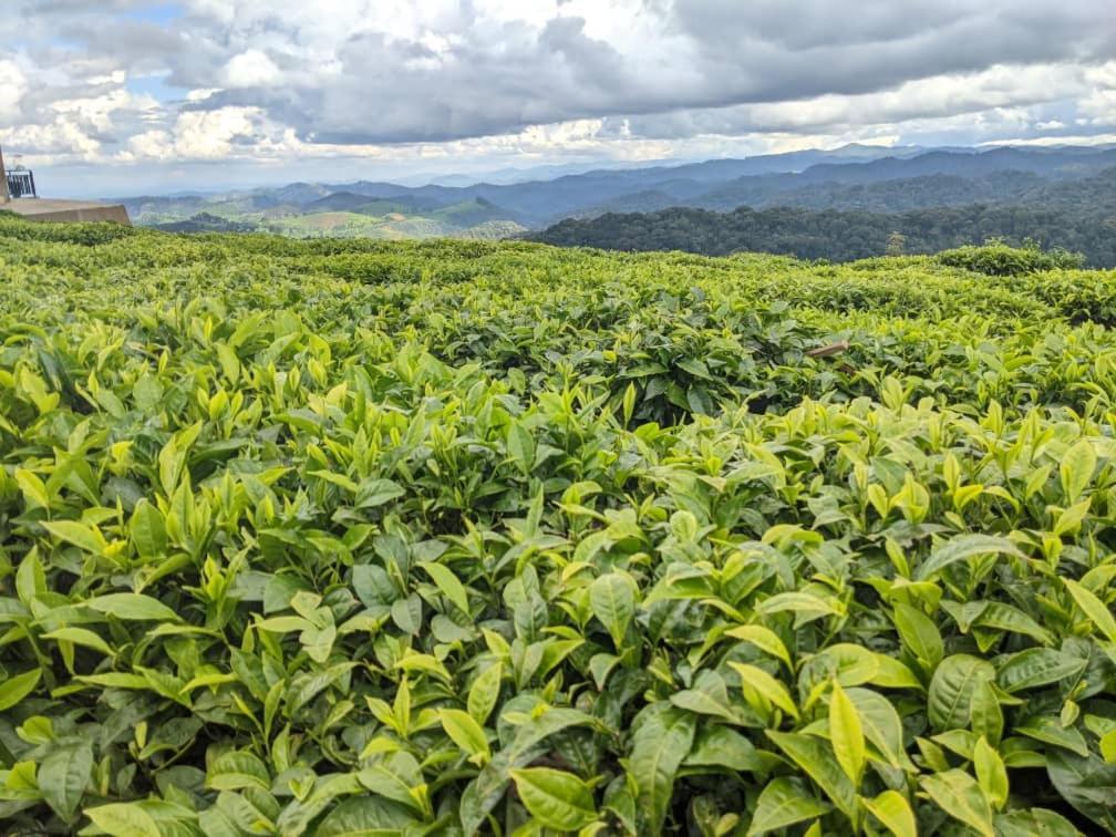 Nyungwe Village Kitabi Экстерьер фото